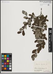 Foto von Salix aurita L.